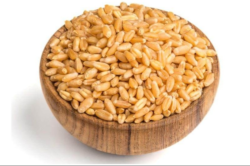Lokwan Wheat